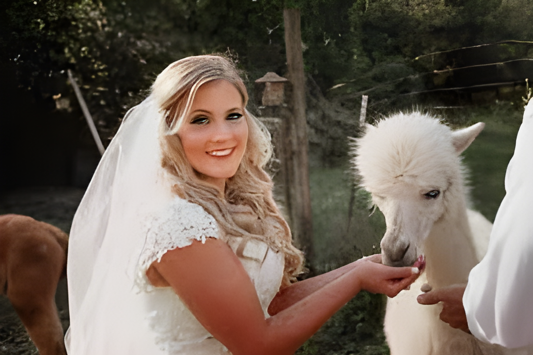 Blackberry Hill Alpacas